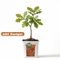 Preview: Grow Bucket Coco Mix